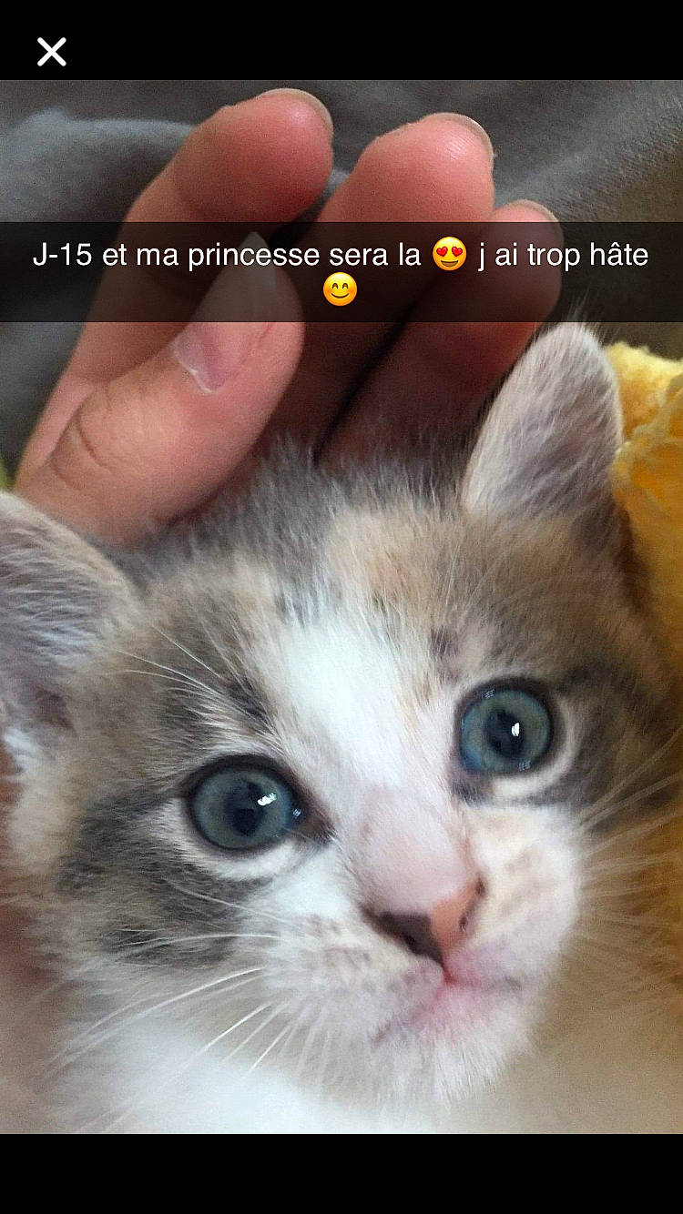 Nala a rejoint le concours — aidez-le/la à gagner de superbes lots ! aegean_cat, american_curl, american_wirehair, asian, carnivore, cat, close_up, european_shorthair, eye, felidae, iris, kitten, mammal, nose, photo_caption, photography, singapura, small_to_medium_sized_cats, snout, whiskers