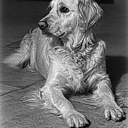 Yumi participe au concours pour gagner de l'argent avec cette photo : animal, black_and_white, calm, canine, companion, dog, ears, floor, fur, golden_retriever, indoor, looking_away, lying_down, mammal, paw, pet, portrait, relaxed, snout, whiskers