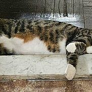 Brownie joined the competition — help win amazing prizes! abyssinian, animal, box, cat, couch, egyptiancat, furniture, hardwood, indoors, kitten, manx, nature, outdoors, person, pet, plywood, sleeping, snow, window, wood