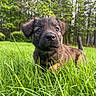 puppy, dog, grass, greenery, outdoor, nature, forest, animal, pet, young, curious, closeup, snout, ears, tail, sunlight, daylight, playful, cute, adorable