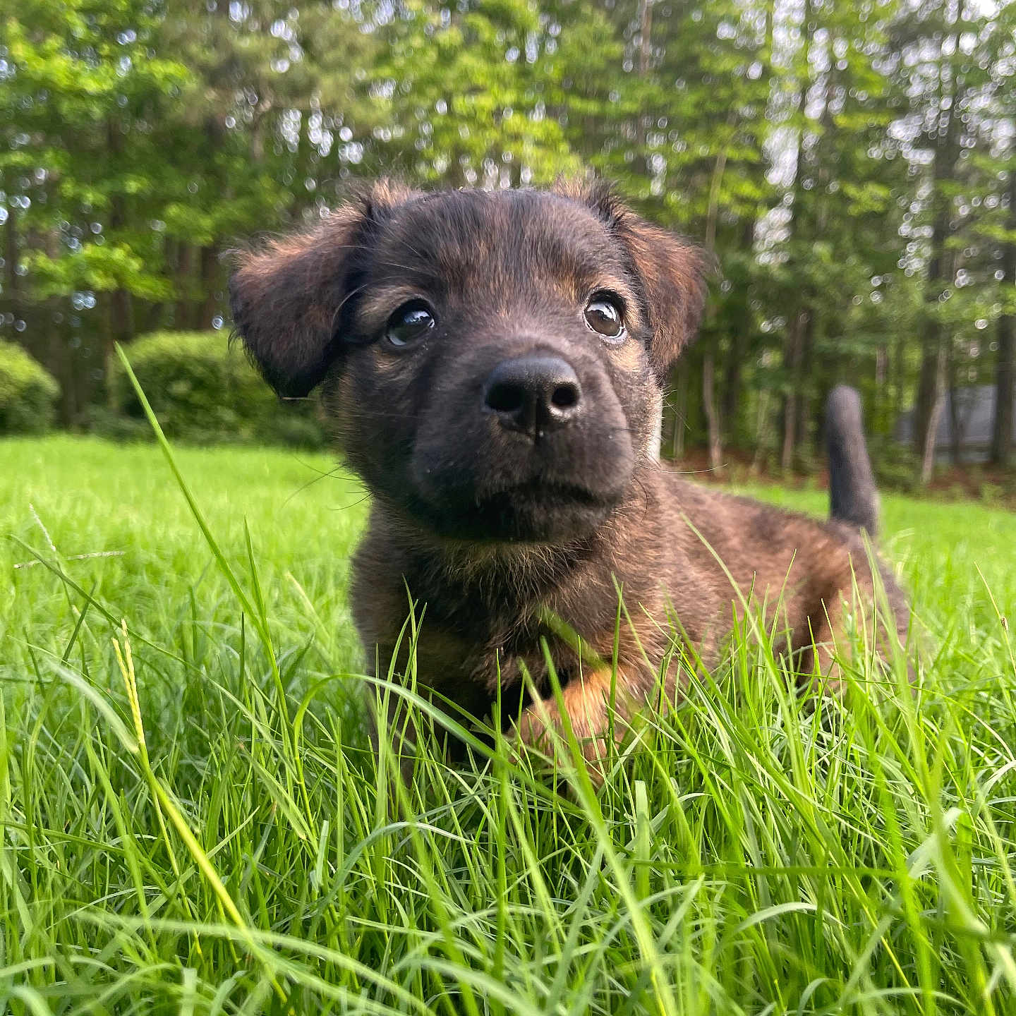 Fern joined the competition — help win amazing prizes! puppy, dog, grass, greenery, outdoor, nature, forest, animal, pet, young, curious, closeup, snout, ears, tail, sunlight, daylight, playful, cute, adorable