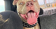 Rex is registered to the contest to win money with this photo: dog, pitbull, car, backseat, tongue_out, happy, pet, animal, collar, spiked_collar, inside, window, seat, headrest, smiling, tongue, fur, ears, closeup, excited