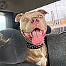 Rex is registered to the contest to win money with this photo: dog, pitbull, car, backseat, tongue_out, happy, pet, animal, collar, spiked_collar, inside, window, seat, headrest, smiling, tongue, fur, ears, closeup, excited