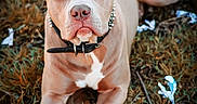 Rex is registered to the contest to win money with this photo: dog, animal, outdoor, grass, collar, spiked_collar, brown_dog, pitbull, pet, laying_down, canine, ears, eyes, face, snout, fur, nature, leaves, daylight, closeup