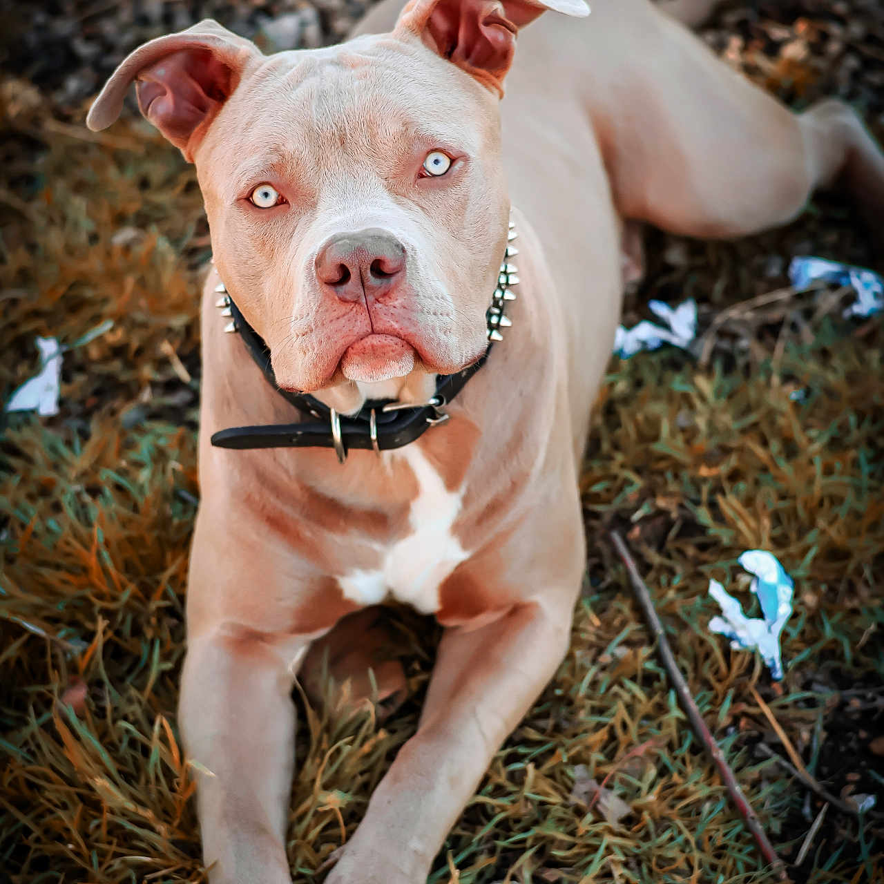 Rex