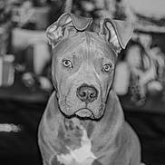 Rex joined the competition — help win amazing prizes! dog, portrait, black_and_white, pet, canine, ears, eyes, nose, fur, animal, indoor, blurred_background, sitting, calm, closeup, face, looking, expression, domestic, mammal