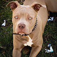 Rex is registered to the contest to win money with this photo: dog, pit_bull, animal, pet, outdoor, grass, collar, spiked_collar, brown, tan, lying_down, face, ears, eyes, muzzle, snout, canine, nature, relaxed, portrait