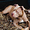 Rex is registered to the contest to win money with this photo: dog, pitbull, animal, pet, lying_down, leaves, dry_leaves, outdoor, nature, brown_coat, white_chest, tire, vehicle, paw, ears, snout, fur, calm, resting, daylight