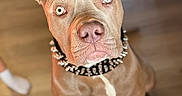 Rex is registered to the contest to win money with this photo: animal, brown_dog, canine, close_up, collar, cute, dog, domestic_animal, ears_up, fur, indoor, light_eyes, looking_up, nose, pet, portrait, sitting, spiked_collar, whiskers, wooden_floor