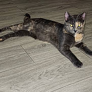 Layla joined the competition — help win amazing prizes! alert, animal, background, cat, feline, floor, fur, household, indoor, lying_down, pet, pink_scooter, pointed_ears, portrait, stretching, tortoiseshell_cat, toy, whiskers, wood_floor, yellow_eyes