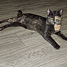 cat, tortoiseshell_cat, feline, pet, animal, lying_down, stretching, yellow_eyes, pointed_ears, whiskers, fur, indoor, wood_floor, floor, pink_scooter, toy, background, portrait, alert, household