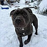 Hulky participe au concours pour gagner de l'argent avec cette photo : dog, black_dog, snow, outdoor, winter, animal, pet, curious, garden, yard, snowflakes, white_patch, canine, cold, nature, playful, fur, daylight, walking, front_view