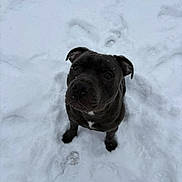 Hulky participe au concours pour gagner de l'argent avec cette photo : dog, black_dog, snow, outdoor, pet, animal, winter, white_snow, footprints, sitting, cute, looking_up, fur, ears, nose, paws, young_dog, canine, cold, playful