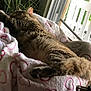 Amara Leilani Owings is registered to the contest to win money with this photo: cat, tabby, sleeping, basket, blanket, heart_pattern, furniture, window, natural_light, indoor, cozy, pet, fur, relaxing, home, animal, resting, soft, comfort, daylight