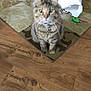 cat, tabby, pet, indoor, floor, rug, toy, paper_bag, collar, bell, curious, feline, whiskers, ears, wood_floor, playful, household, domestic_animal, furniture, background