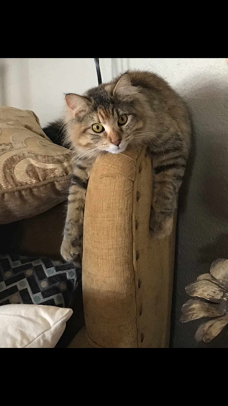 Amara Leilani Owings joined the competition — help win amazing prizes! cat, tabby, furniture, couch, pillow, indoor, pet, animal, cozy, relaxed, fur, living_room, curious, cute, domestic_cat, mammal, whiskers, claws, seated, household