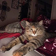 Amara Leilani Owings is registered to the contest to win money with this photo: cat, tabby, feline, pet, indoor, bed, blanket, stretching, fur, paws, cozy, relaxed, animal, mammal, whiskers, ears, home, furniture, sleepy, cute
