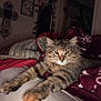 cat, tabby, feline, pet, indoor, bed, blanket, stretching, fur, paws, cozy, relaxed, animal, mammal, whiskers, ears, home, furniture, sleepy, cute