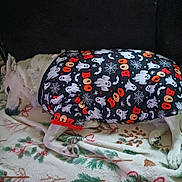 Astrid joined the competition — help win amazing prizes! animal, blanket, boo, comfort, couch, cozy, cute, dog, fur, ghosts, halloween, indoor, pajamas, paw, pet, relaxation, resting, sleeping, spiders, white_dog