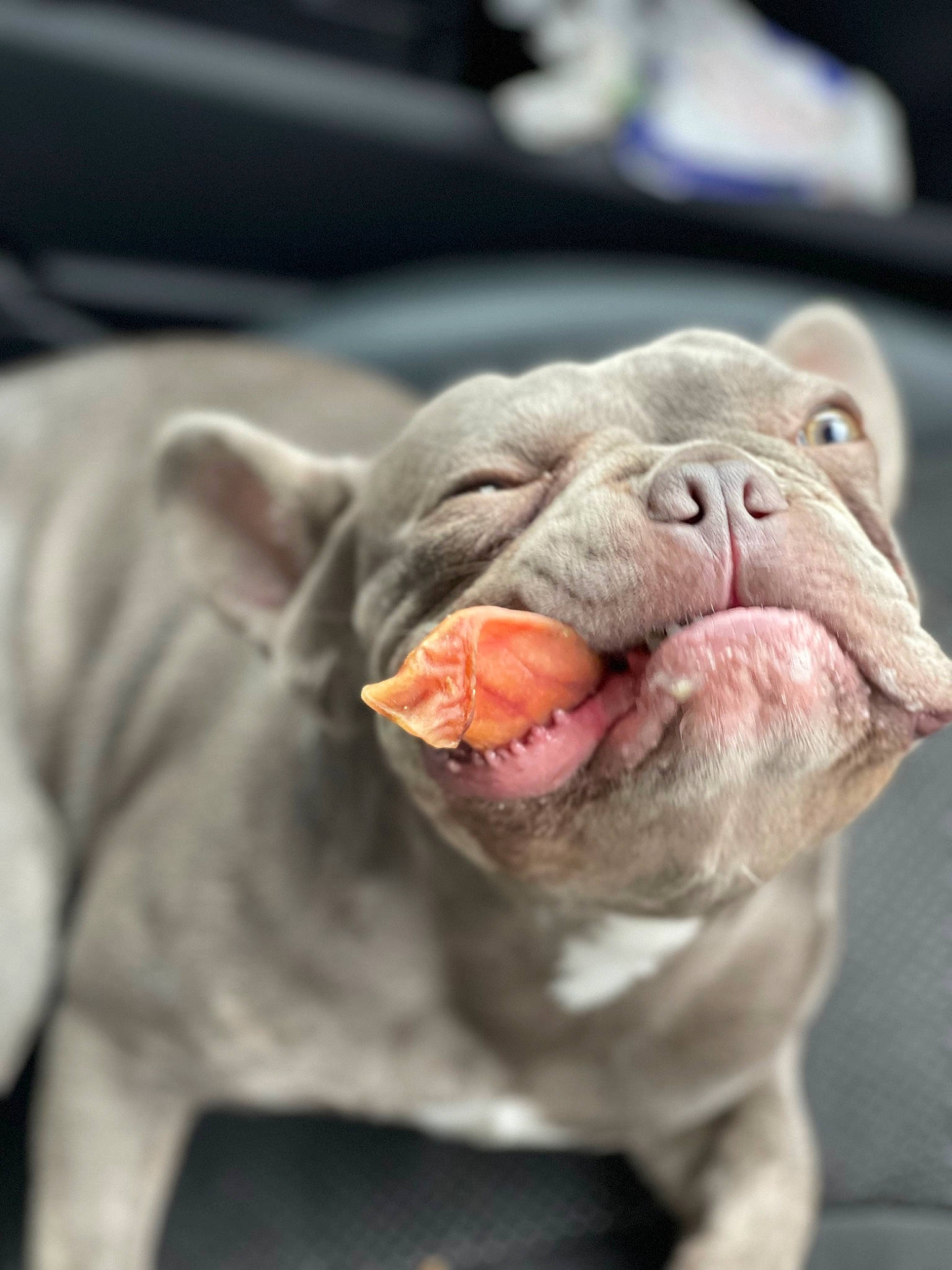 Eric is registered to the contest to win money with this photo: bulldog, canidae, carnivore, close_up, companion_dog, dog, dog_breed, ear, fawn, felidae, fur, grey, mammal, small_to_medium_sized_cats, snout, terrestrial_animal, toy, whiskers, working_animal, wrinkle