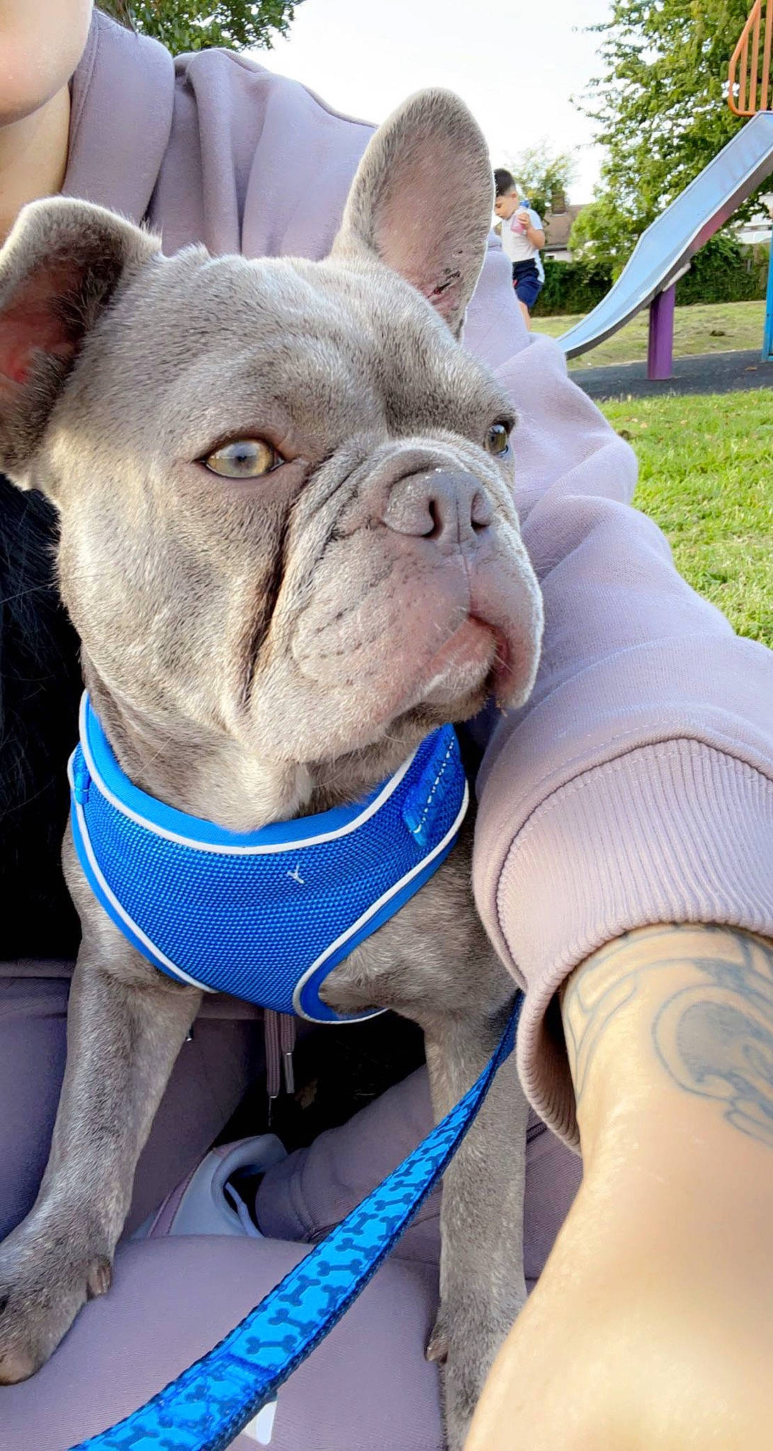 Eric joined the competition — help win amazing prizes! blue, bulldog, canidae, carnivore, collar, companion_dog, dog, dog_breed, dog_collar, electric_blue, fawn, plant, sculpture, snout, sporting_group, terrestrial_animal, toy_dog, whiskers, working_animal, wrinkle