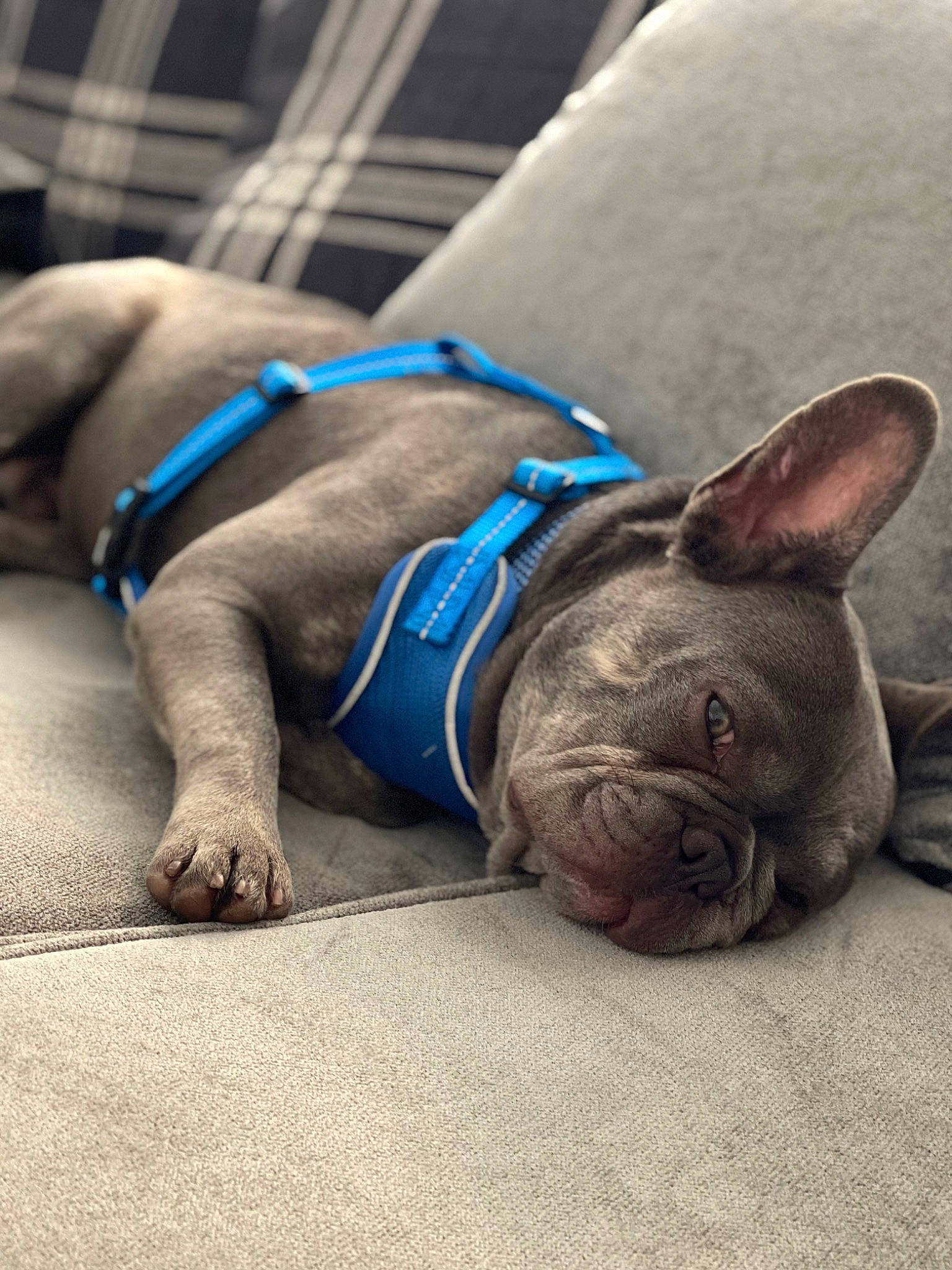 Eric joined the competition — help win amazing prizes! bulldog, carnivore, collar, comfort, companion_dog, dog, dog_breed, dog_collar, dog_supply, electric_blue, fawn, grey, leash, snout, sporting_group, toy_dog, vertebrate, whiskers, working_animal, wrinkle