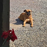 Bella is registered to the contest to win money with this photo: dog, gravel, flower, wood, outdoor, sunlight, pet, nature, canine, relaxing, brown_dog, ground, plant, red_flower, daylight, animal, portrait, resting, summer, closeup