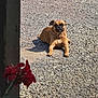 dog, gravel, flower, wood, outdoor, sunlight, pet, nature, canine, relaxing, brown_dog, ground, plant, red_flower, daylight, animal, portrait, resting, summer, closeup