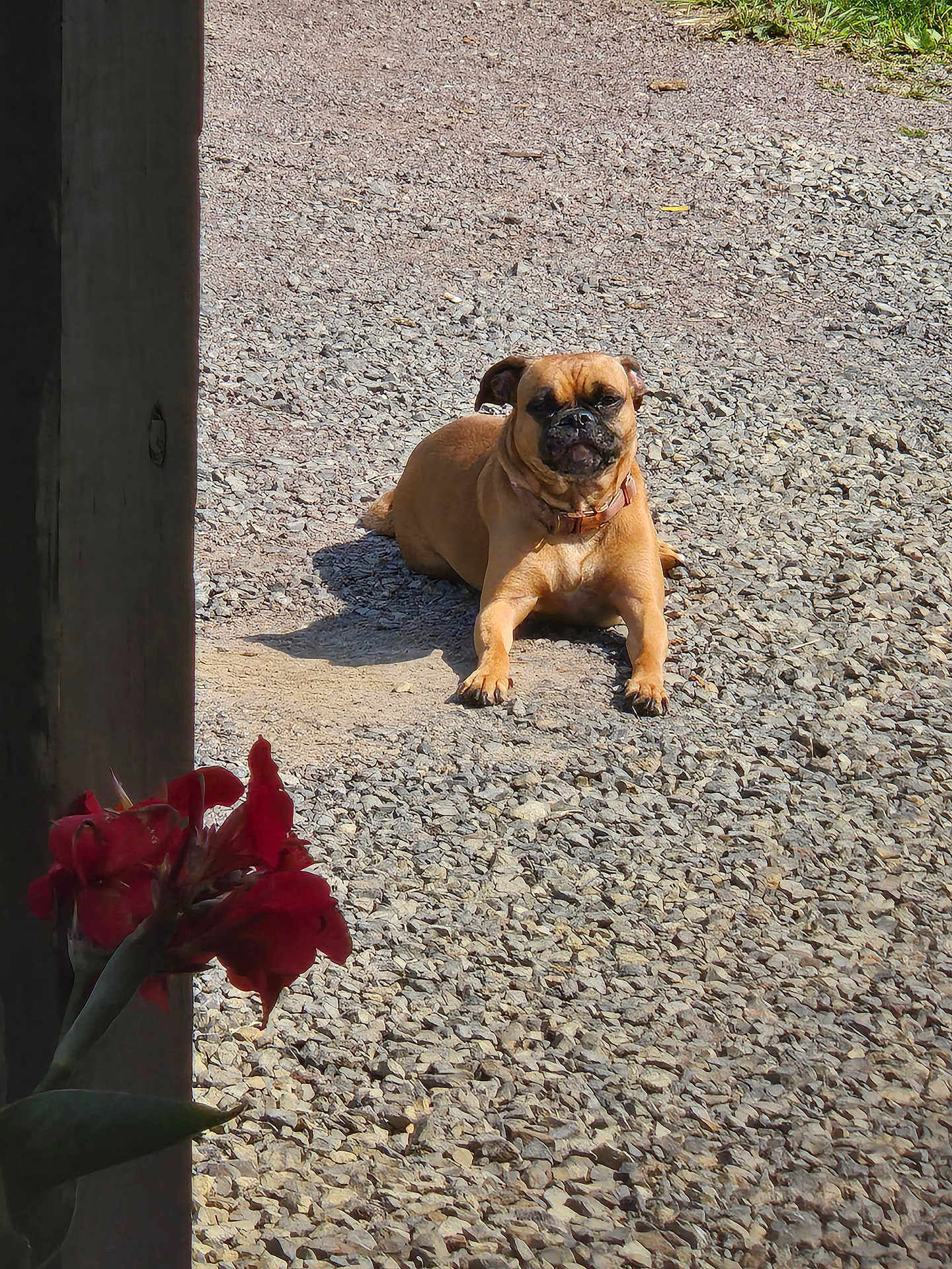 Bella is registered to the contest to win money with this photo: dog, gravel, flower, wood, outdoor, sunlight, pet, nature, canine, relaxing, brown_dog, ground, plant, red_flower, daylight, animal, portrait, resting, summer, closeup