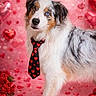 dog, australian_shepherd, tie, hearts, valentine, pink_background, balloons, roses, pet, cute, portrait, fluffy, animal, decorations, love, heart_shaped, standing, studio, adorable, festive