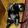 Marine Untereiner a rejoint le concours — aidez-le/la à gagner de superbes lots ! dog, puppy, lying_down, parquet_floor, rug, black_and_white, fluffy, indoor, relaxed, pet, canine, sleeping, floor, tail, fur, animal, cute, domestic, resting, home