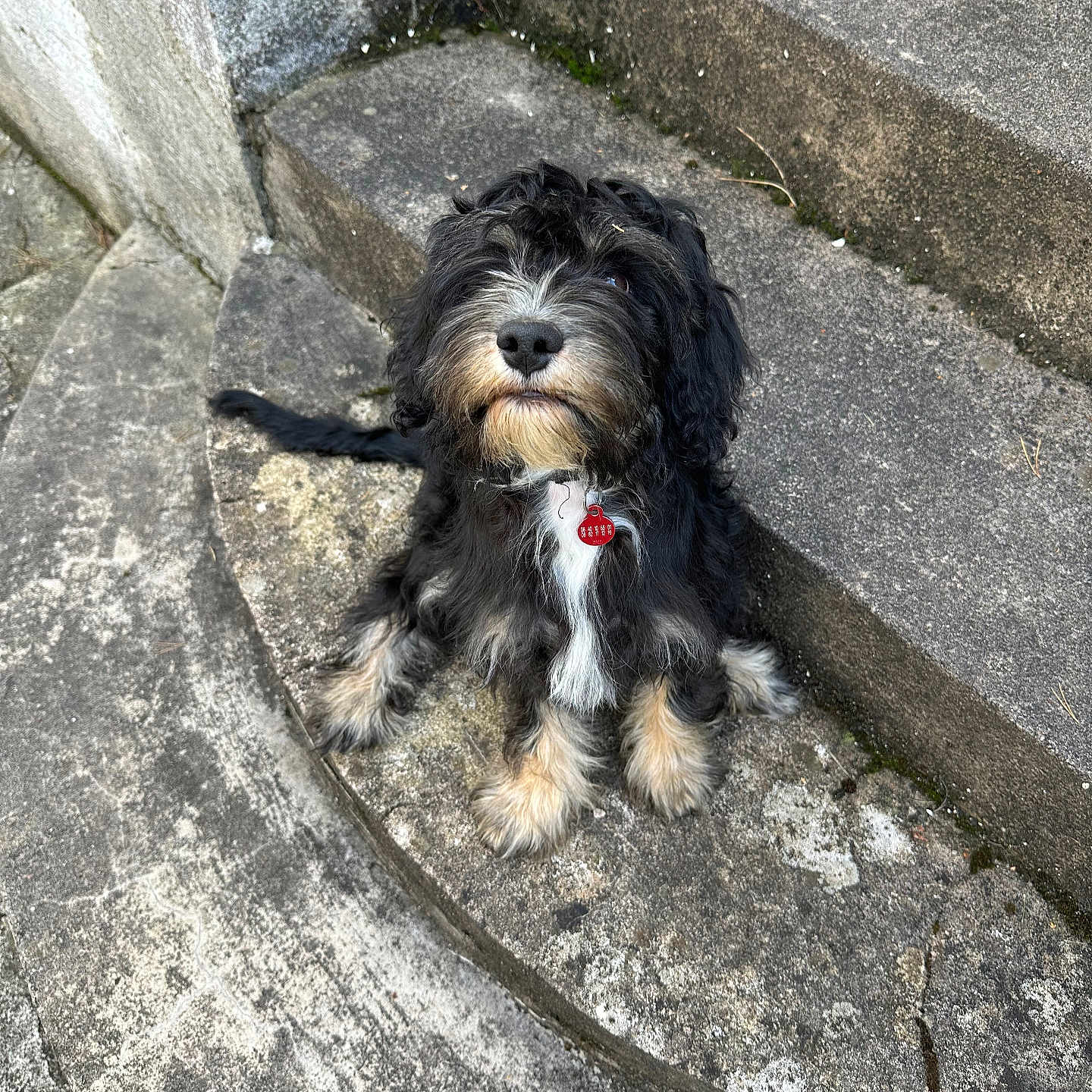 Marine Untereiner a rejoint le concours — aidez-le/la à gagner de superbes lots ! animal, black, collar, concrete, curious, cute, dog, fluffy, fur, looking_up, outdoor, pet, scruffy, sidewalk, sitting, stairs, steps, tag, tan, waiting