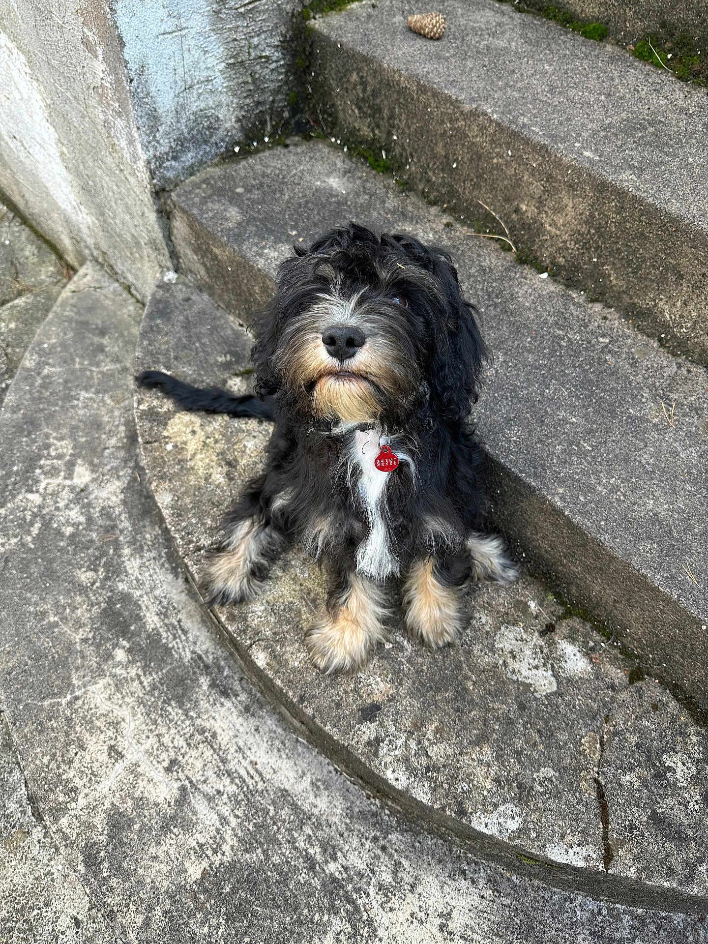 Marine Untereiner a rejoint le concours — aidez-le/la à gagner de superbes lots ! dog, pet, outdoor, stairs, concrete, black, tan, fluffy, scruffy, collar, tag, sitting, looking_up, animal, cute, waiting, curious, fur, sidewalk, steps