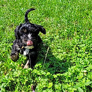 Marine Untereiner a rejoint le concours — aidez-le/la à gagner de superbes lots ! puppy, dog, grass, greenery, wildflowers, outdoor, nature, playful, tongue_out, running, sunlight, summer, pet, cute, animal, small_dog, black_and_white, person_feet, footwear, crocs