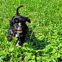 puppy, dog, grass, greenery, wildflowers, outdoor, nature, playful, tongue_out, running, sunlight, summer, pet, cute, animal, small_dog, black_and_white, person_feet, footwear, crocs