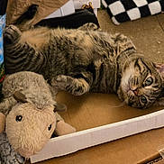 Carson is registered to the contest to win money with this photo: tabby_cat, cat, plush_toy, sheep_toy, cardboard_box, pet, feline, indoor, relaxed, lying_down, fur, whiskers, green_eyes, soft_toy, animal, home, cozy, carpet, fabric, stuffed_animal