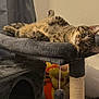Carson joined the competition — help win amazing prizes! cat, tabby, cat_tree, pet, indoor, furniture, plush_toy, relaxed, curious, fur, whiskers, ears, paw, scratching_post, home, animal, cute, resting, cozy, domestic