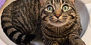 Carson is registered to the contest to win money with this photo: cat, tabby_cat, sink, bathroom, green_eyes, curious, pet, feline, domestic_animal, striped_fur, whiskers, paws, close_up, indoor, household, relaxed, cute, animal, mammal, resting