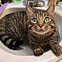 cat, tabby_cat, sink, bathroom, green_eyes, curious, pet, feline, domestic_animal, striped_fur, whiskers, paws, close_up, indoor, household, relaxed, cute, animal, mammal, resting