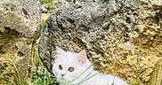Louna participe au concours pour gagner de l'argent avec cette photo : white_cat, kitten, grass, rocks, outdoor, nature, animal, pet, curious, fluffy, young_cat, greenery, sunlight, wildflowers, mammal, small_animal, resting, closeup, natural_light, cute