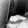 cat, sleeping, bed, blanket, white_cat, furry, cozy, indoor, brick_wall, resting, pet, feline, cute, calm, domestic, animal, fur, relaxing, home, black_and_white