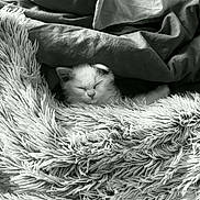Louna a rejoint le concours — aidez-le/la à gagner de superbes lots ! kitten, cat, sleeping, blanket, fur, cozy, soft, texture, indoor, resting, pet, cute, comfort, nap, furball, blanket_edge, relaxation, small_animal, fur_texture, peaceful