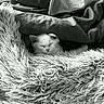 kitten, cat, sleeping, blanket, fur, cozy, soft, texture, indoor, resting, pet, cute, comfort, nap, furball, blanket_edge, relaxation, small_animal, fur_texture, peaceful