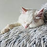Louna a rejoint le concours — aidez-le/la à gagner de superbes lots ! cat, kitten, sleeping, white, fluffy, pet, feline, cozy, blanket, texture, fur, rest, indoor, cute, peaceful, animal, soft, closeup, relaxation, comfort