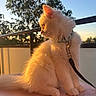 cat, kitten, white_cat, fluffy, collar, leash, sunlight, golden_hour, outdoor, tree, sky, pet, animal, feline, sitting, profile_view, nature, sunset, fur, cute