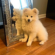 Teddy is registered to the contest to win money with this photo: puppy, dog, fluffy, white, mirror, reflection, wooden_floor, indoor, pet, cute, small, sitting, adorable, fur, animal, home, decor, sparkle, frame, portrait