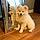 Teddy