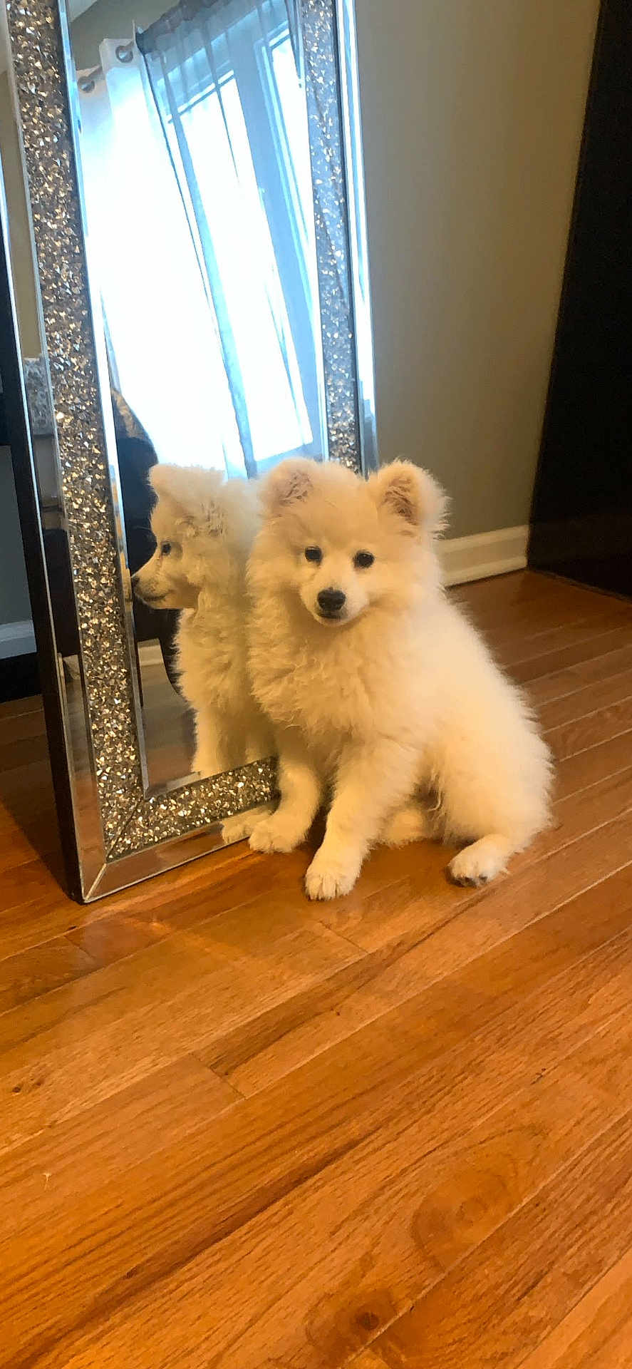 Teddy is registered to the contest to win money with this photo: puppy, dog, fluffy, white, mirror, reflection, wooden_floor, indoor, pet, cute, small, sitting, adorable, fur, animal, home, decor, sparkle, frame, portrait