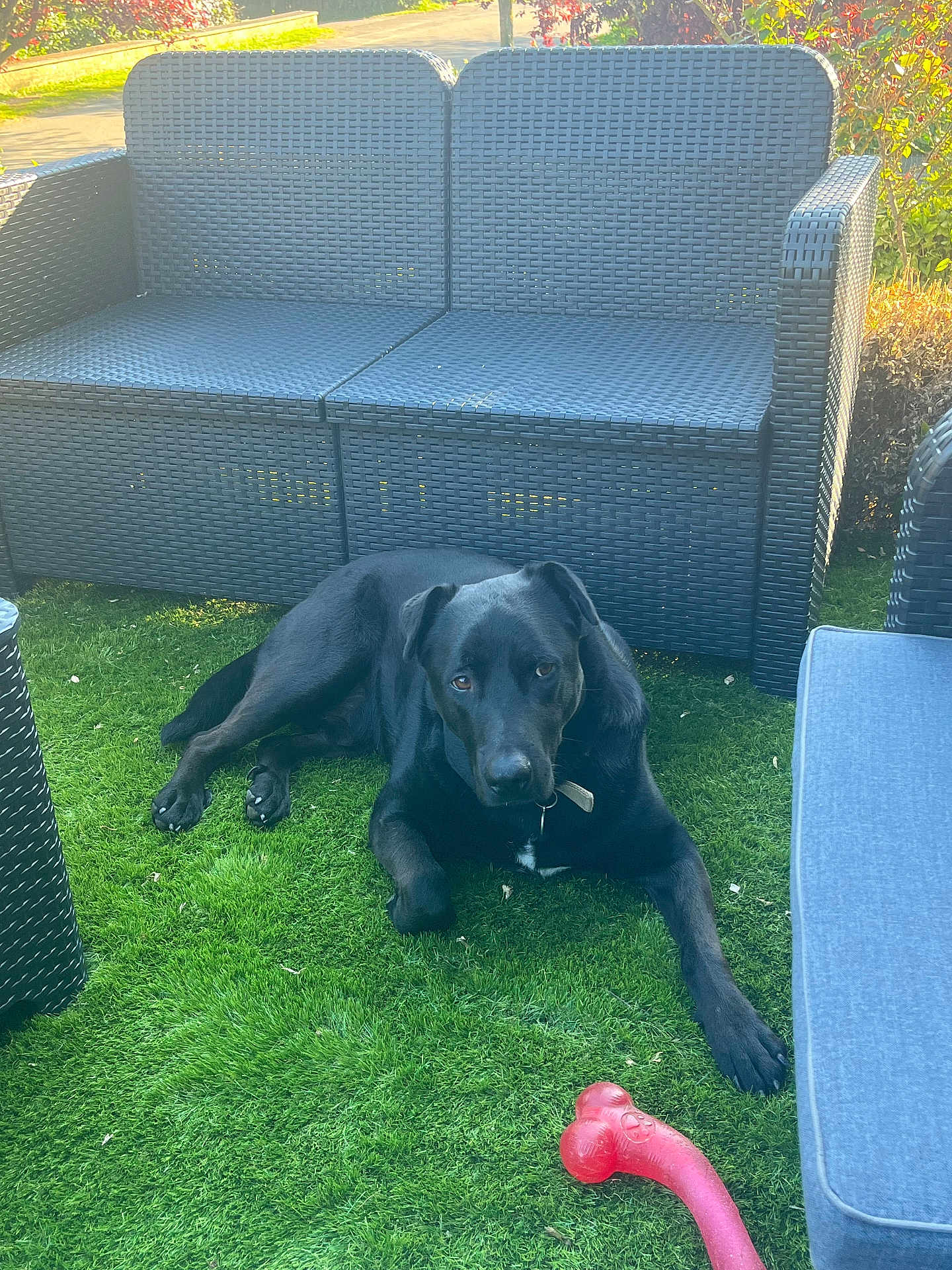 Pedro a rejoint le concours — aidez-le/la à gagner de superbes lots ! dog, black_dog, grass, outdoor, wicker_furniture, sofa, patio, toy, red_toy, pet, collar, animal, relaxed, sunlight, greenery, garden, lawn, summer, playful, resting