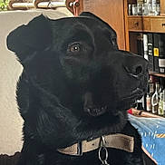 Pedro a rejoint le concours — aidez-le/la à gagner de superbes lots ! dog, black_dog, collar, pet_tag, indoor, furniture, wooden_shelf, bottles, decor, side_view, close_up, animal, pet, domestic_animal, calm, mammal, canine, household, portrait, looking_away